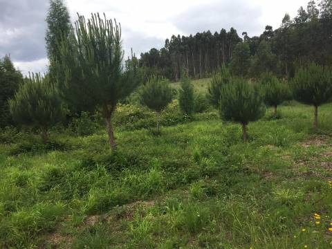 Quinta Agrícola