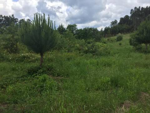 Quinta Agrícola