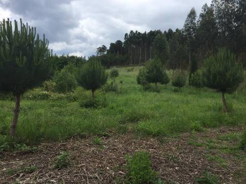 Quinta Agrícola