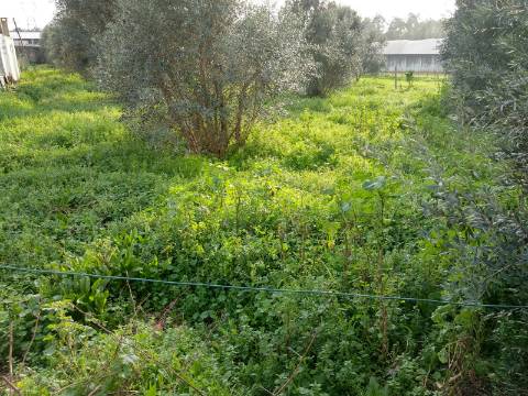 Terreno Industrial