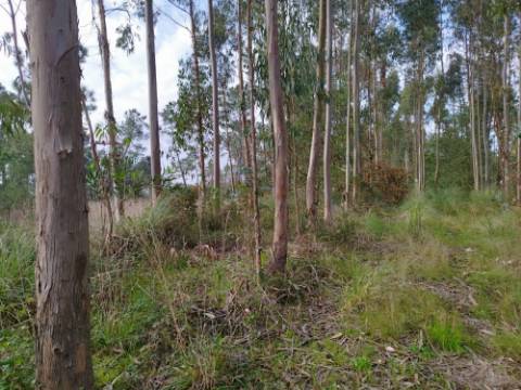 Terreno - 5.300m² - construção - povoado a Eucaliptos, em BUSTOS