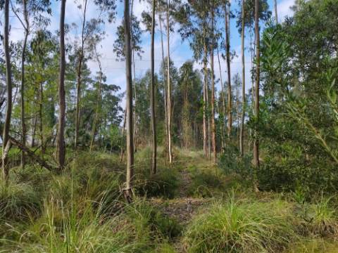 Terreno - 5.300m² - construção - povoado a Eucaliptos, em BUSTOS