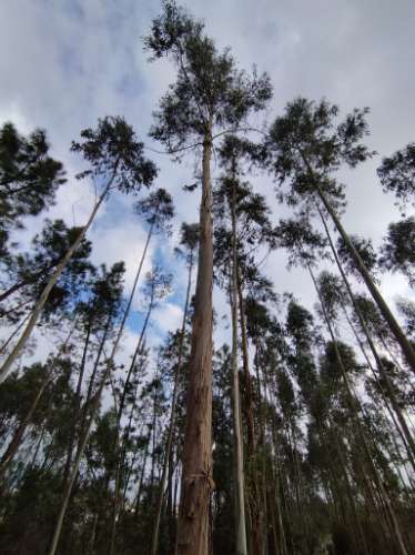 Terreno - 5.300m² - construção - povoado a Eucaliptos, em BUSTOS