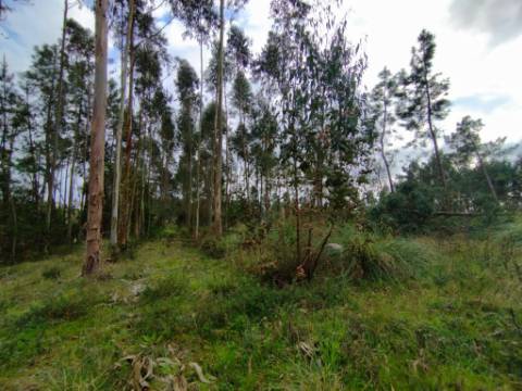Terreno - 5.300m² - construção - povoado a Eucaliptos, em BUSTOS