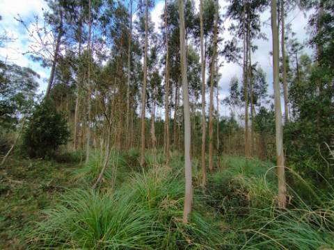 Terreno - 5.300m² - construção - povoado a Eucaliptos, em BUSTOS