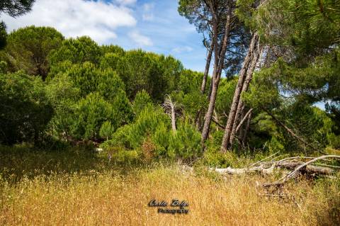 Courela da Silvestrinha: Sustentabilidade e Alta Tecnologia no Alentejo