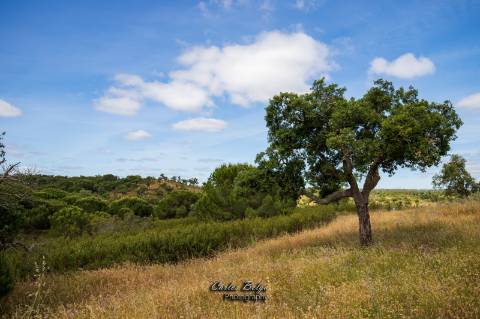 Courela da Silvestrinha: Sustentabilidade e Alta Tecnologia no Alentejo
