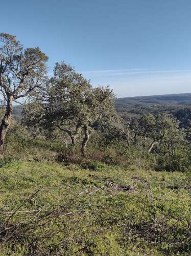 Terreno , projecto de dependência agrícola (Monte Alentejano)
