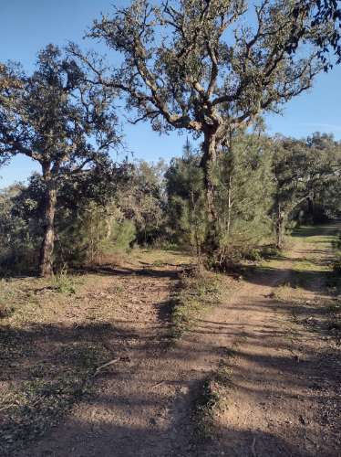Terreno , projecto de dependência agrícola (Monte Alentejano)