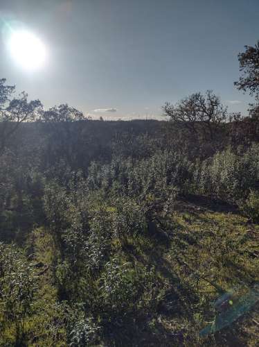 Terreno , projecto de dependência agrícola (Monte Alentejano)