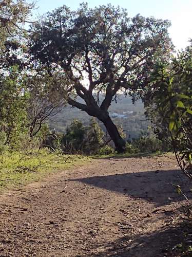 Terreno , projecto de dependência agrícola (Monte Alentejano)