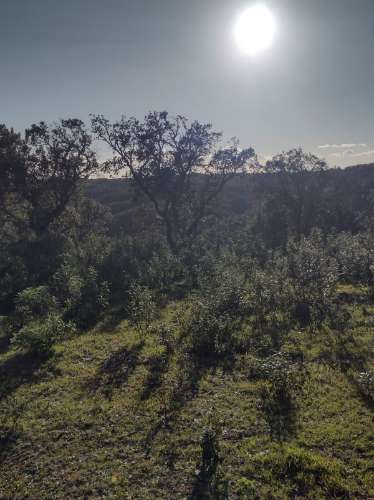 Terreno , projecto de dependência agrícola (Monte Alentejano)