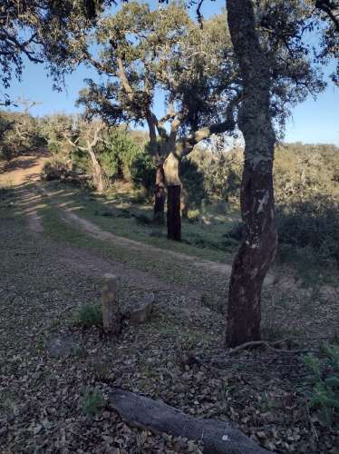 Terreno , projecto de dependência agrícola (Monte Alentejano)