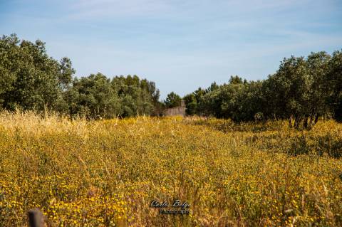 Quinta Alentejana