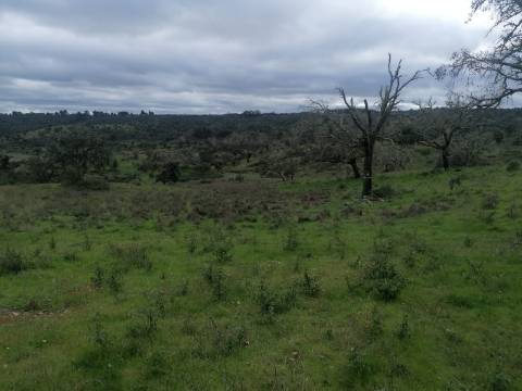 Propriedade 15 hectares -