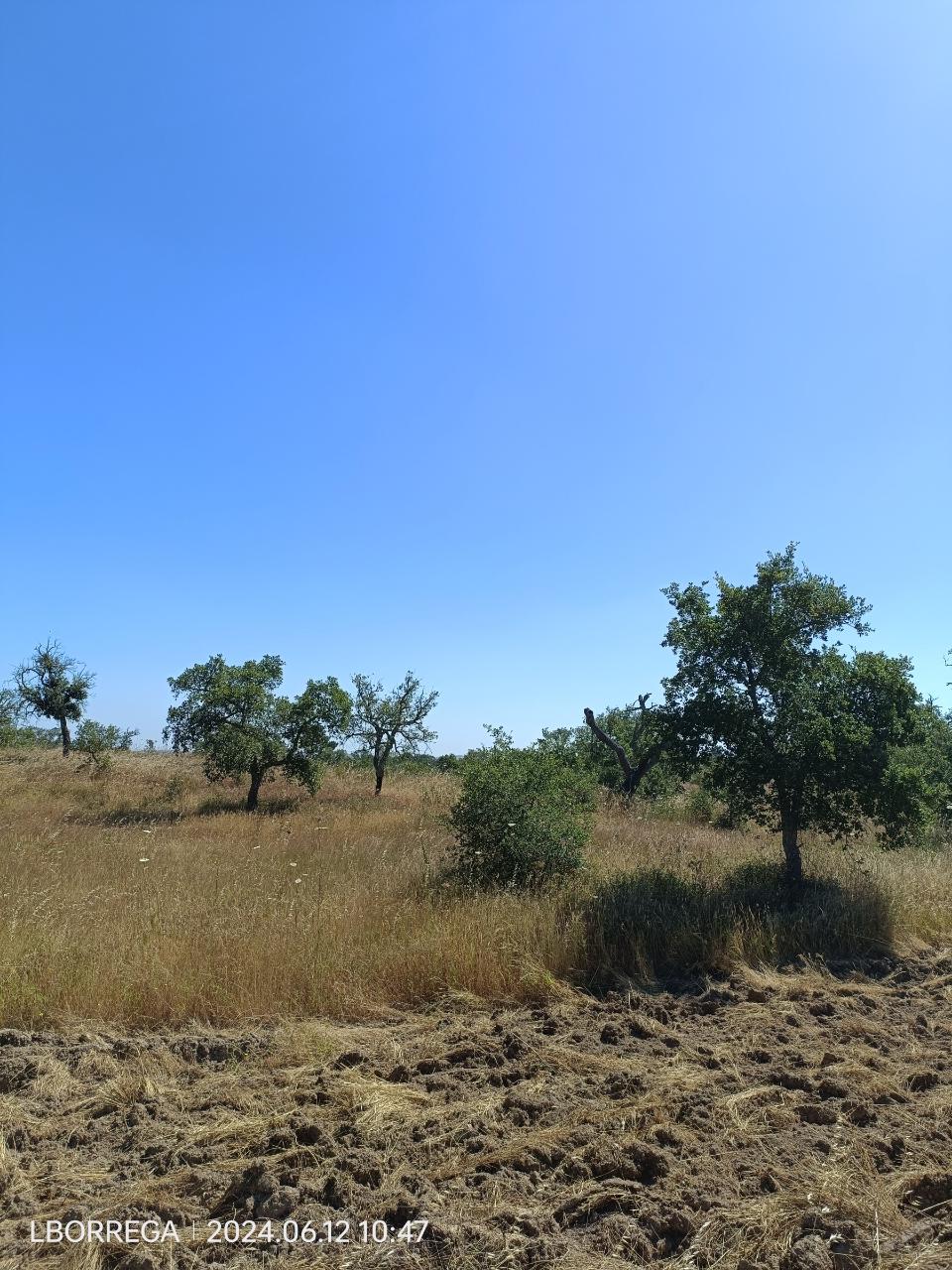 terreno rústico - montado