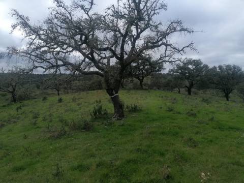 Monte Alentejano
