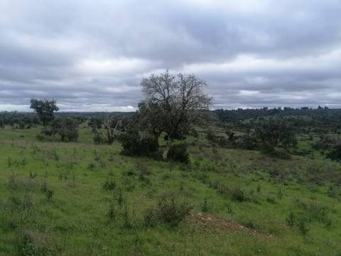 Monte Alentejano
