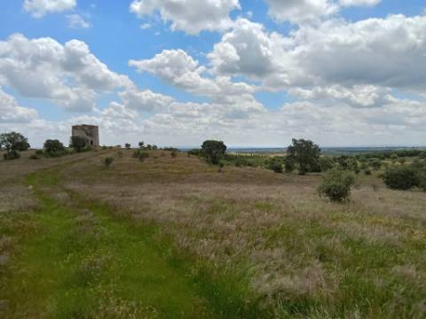 Monte Alentejano
