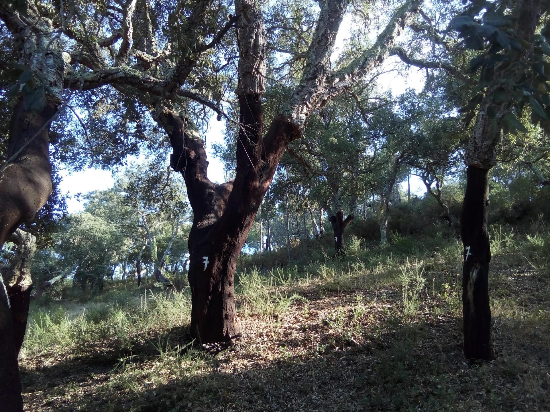 Terreno Rústico ( 2 ha )