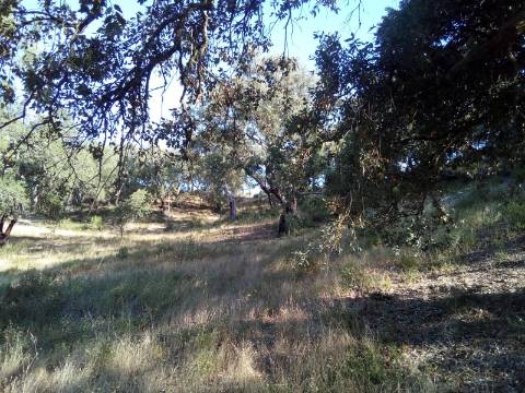 Terreno Rústico ( 2 ha )