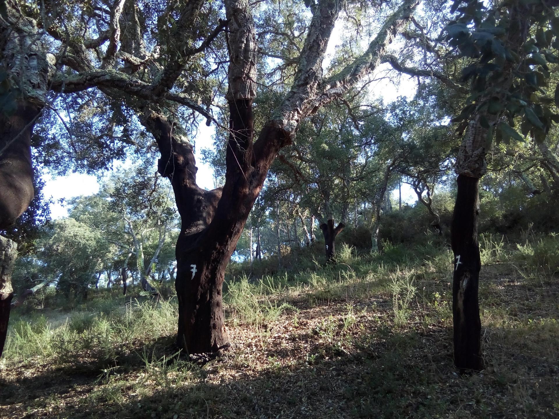 Terreno Rústico ( 2 ha )