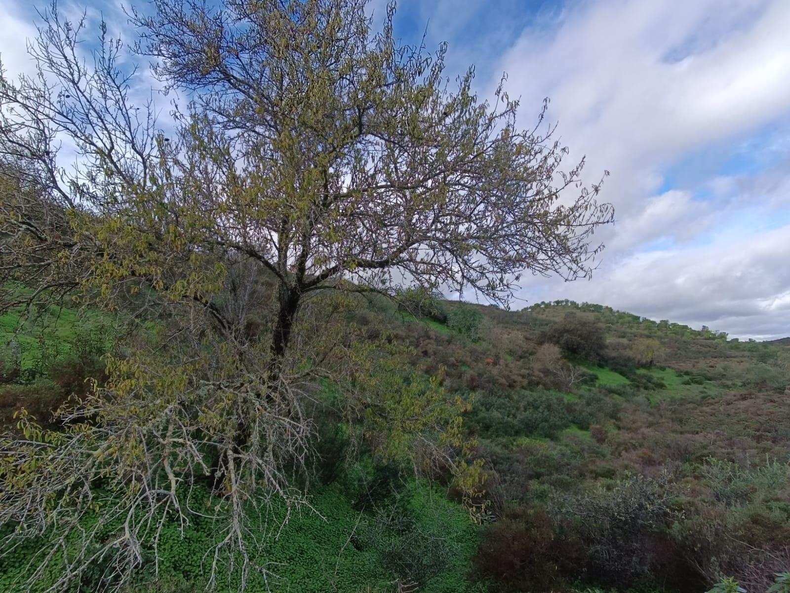 TERRENO COM 59.520 M2 - COM POSSIBILIDADE DE CONSTRUIR - MORADIA - TURISMO - BOTELHAS EM CASTRO MARIM - ALGARVE
