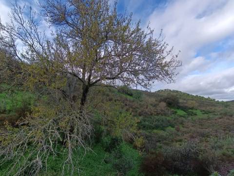 TERRENO COM 59.520 M2 - COM POSSIBILIDADE DE CONSTRUIR - MORADIA - TURISMO - BOTELHAS EM CASTRO MARIM - ALGARVE