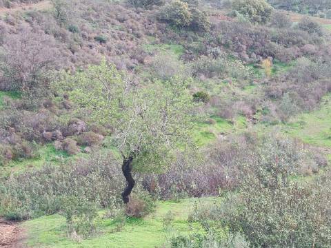 TERRENO COM 59.520 M2 - COM POSSIBILIDADE DE CONSTRUIR - MORADIA - TURISMO - BOTELHAS EM CASTRO MARIM - ALGARVE