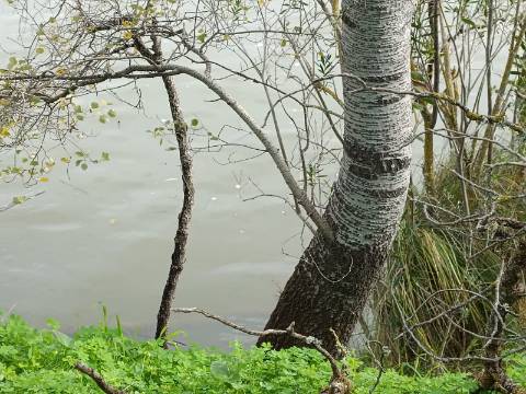 TERRENO RUSTICO COM 2.000 M2 - JUNTO AO RIO GUADIANA - EM ALCOUTIM - ALGARVE