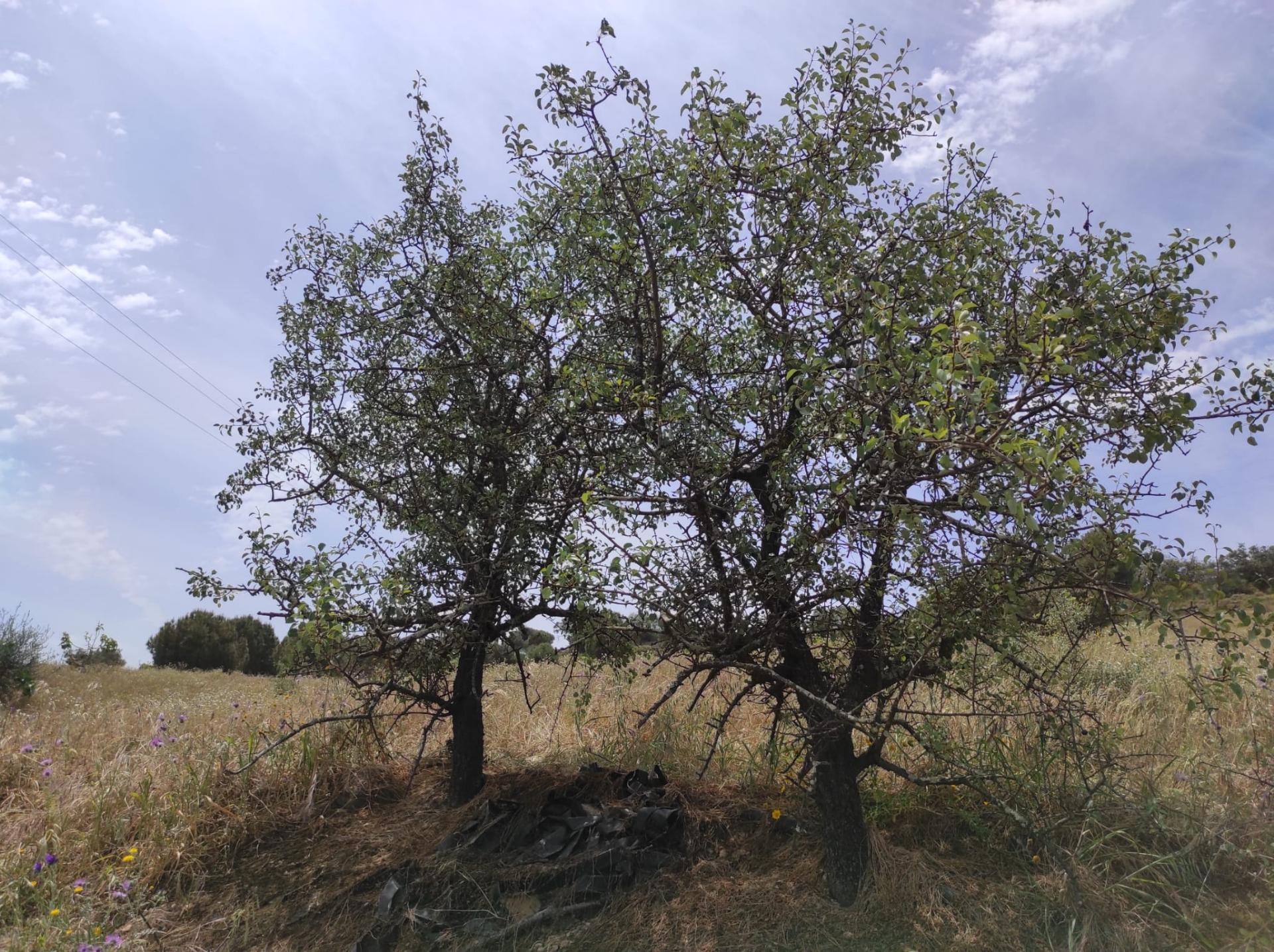 TERRENO RÚSTICO COM 6.960 M2 - RIO SECO - CASTRO MARIM - ALGARVE