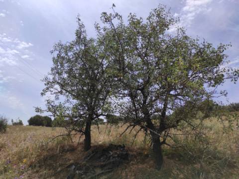 TERRENO RÚSTICO COM 6.960 M2 - RIO SECO - CASTRO MARIM - ALGARVE