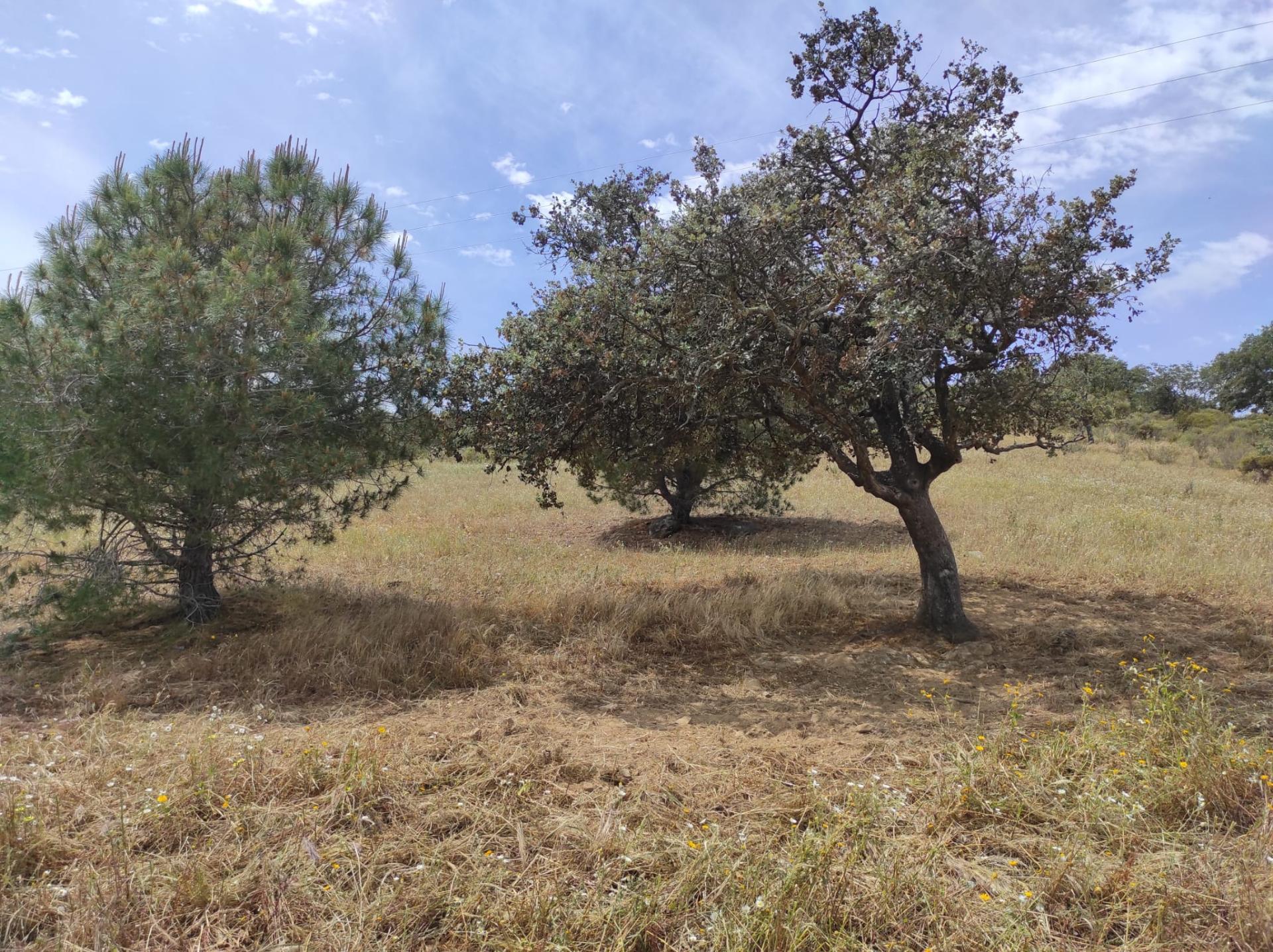 TERRENO RÚSTICO COM 6.960 M2 - RIO SECO - CASTRO MARIM - ALGARVE