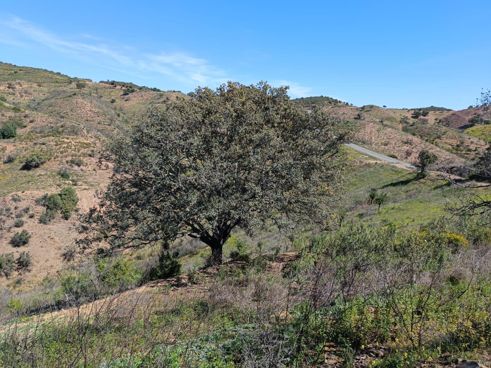 TERRENO COM 43.560 M2 - COM POSSIBILIDADE DE CONTRUIR UM ARMAZÉM - PRÓXIMO ALTA MORA - CASTRO MARIM - ALGARVE