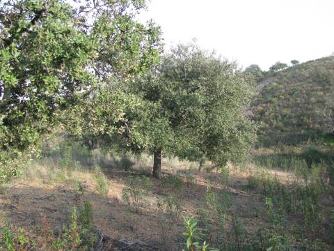 TERRENO RÚSTICO COM 5.560 M2 - COM ÁRVORES - ALCARIAS GRANDES - CASTRO MARIM - ALGARVE