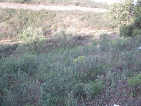 TERRENO RÚSTICO COM 5.560 M2 - COM ÁRVORES - ALCARIAS GRANDES - CASTRO MARIM - ALGARVE