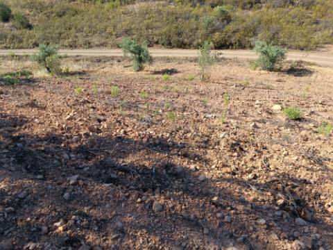 TERRENO RÚSTICO COM 5.560 M2 - COM ÁRVORES - ALCARIAS GRANDES - CASTRO MARIM - ALGARVE
