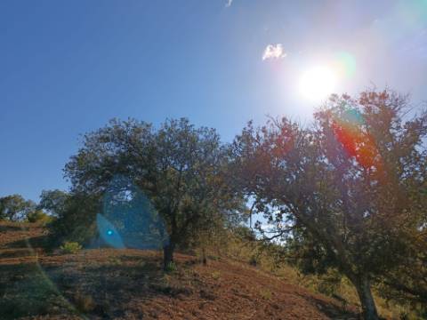 TERRENO RÚSTICO COM 5.560 M2 - COM ÁRVORES - ALCARIAS GRANDES - CASTRO MARIM - ALGARVE