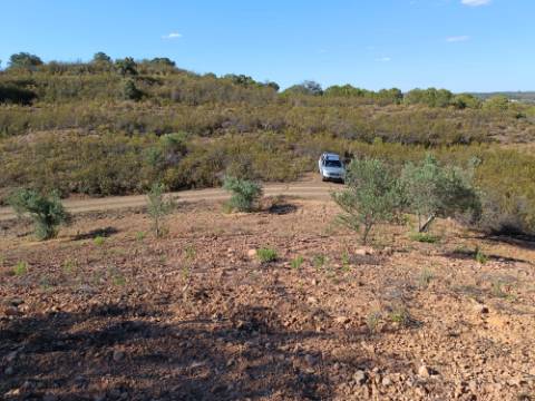 TERRENO RÚSTICO COM 5.560 M2 - COM ÁRVORES - ALCARIAS GRANDES - CASTRO MARIM - ALGARVE