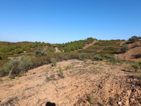 TERRENO RÚSTICO COM 5.560 M2 - COM ÁRVORES - ALCARIAS GRANDES - CASTRO MARIM - ALGARVE