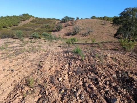 TERRENO RÚSTICO COM 5.560 M2 - COM ÁRVORES - ALCARIAS GRANDES - CASTRO MARIM - ALGARVE