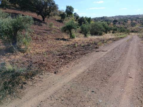 TERRENO RÚSTICO COM 5.560 M2 - COM ÁRVORES - ALCARIAS GRANDES - CASTRO MARIM - ALGARVE