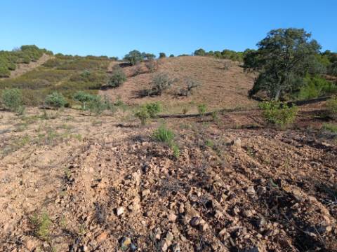 TERRENO RÚSTICO COM 5.560 M2 - COM ÁRVORES - ALCARIAS GRANDES - CASTRO MARIM - ALGARVE