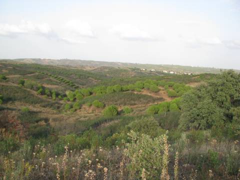 TERRENO RÚSTICO COM 5.560 M2 - COM ÁRVORES - ALCARIAS GRANDES - CASTRO MARIM - ALGARVE
