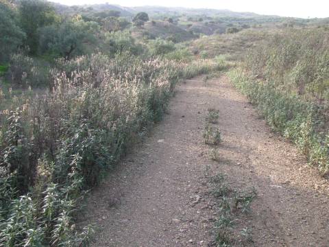 TERRENO RÚSTICO COM 5.560 M2 - COM ÁRVORES - ALCARIAS GRANDES - CASTRO MARIM - ALGARVE
