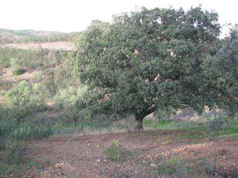 TERRENO RÚSTICO COM 5.560 M2 - COM ÁRVORES - ALCARIAS GRANDES - CASTRO MARIM - ALGARVE