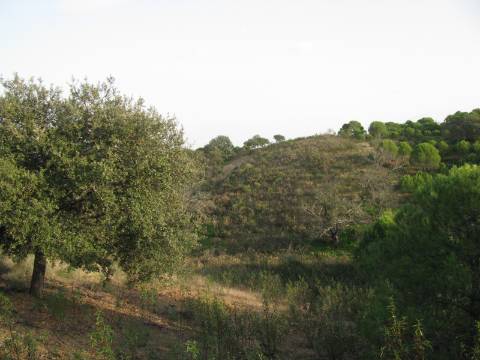 TERRENO RÚSTICO COM 5.560 M2 - COM ÁRVORES - ALCARIAS GRANDES - CASTRO MARIM - ALGARVE