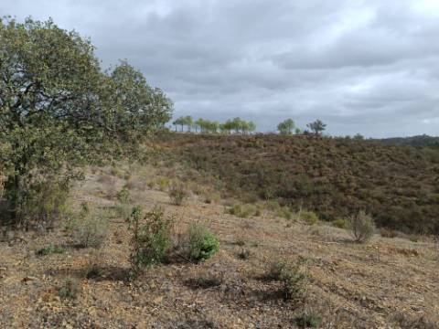 TERRENO RÚSTICO COM 10.320 M2 - VISTA LAGO - ALCARIAS GRANDES - CASTRO MARIM - ALGARVE