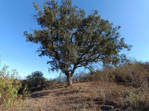 TERRENO RUSTICO COM 11.000 M2 - BONS ACESSOS - ALCARIAS GRANDES - CASTRO MARIM - ALGARVE