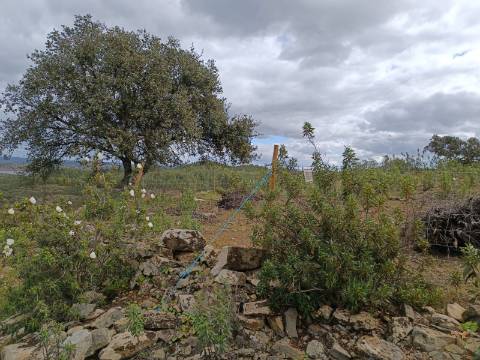 TERRENO COM 2.480 M2 - NA CHOÇA QUEIMADA - ODELEITE - CASTRO MARIM - ALGARVE